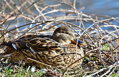 brown duck on nest thumbnail