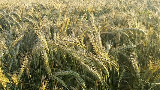 green grains thumbnail