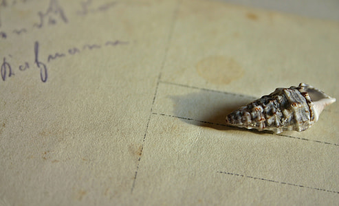 brown seashell thumbnail