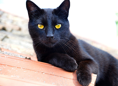 bombay cat lying on brown concrete wall at daytime thumbnail