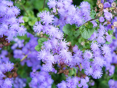 selective focus photography of purple petaled flowers thumbnail