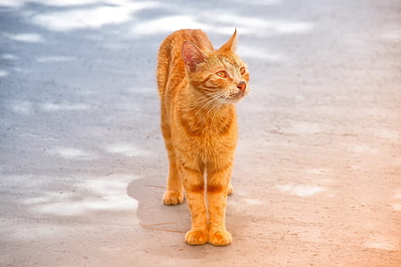 orange tabby cat standing outdoor thumbnail