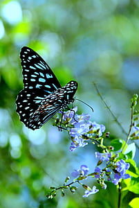 black and blue butterfly perched on blue petaled flower in closeup photography thumbnail