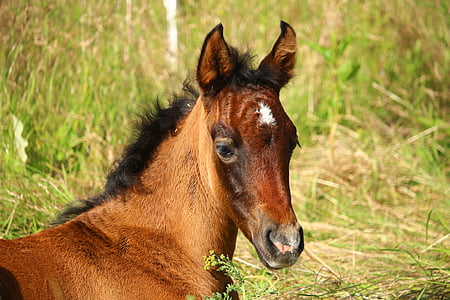 brown horse on grass thumbnail