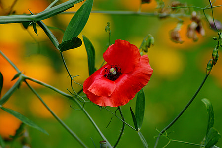 red poppy flower in closeup photo thumbnail