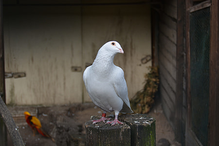 white bird on grey cut log thumbnail