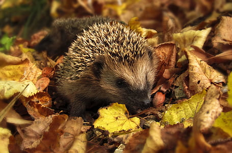 Brown and Black Hedgehog Standing on Brown Dry Leaved thumbnail