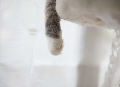 White and Gray Cat Paw thumbnail