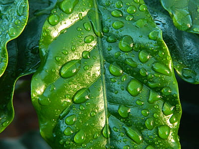 water drops on green leaf thumbnail