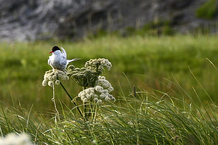 white and blue bird perched on white petaled flower thumbnail