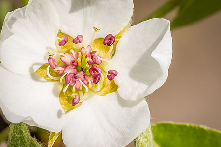 closeup photography of white petaled flowers thumbnail