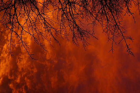 trees under cloudy sky during dusk thumbnail