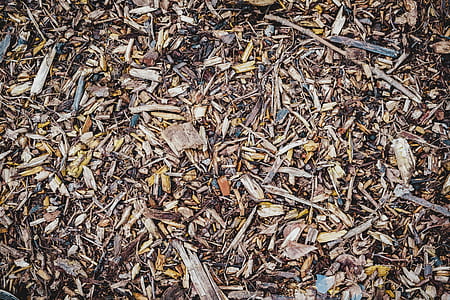 high angle photo of dry leaves thumbnail