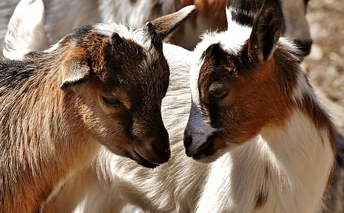 shallow focus photo of lambs thumbnail