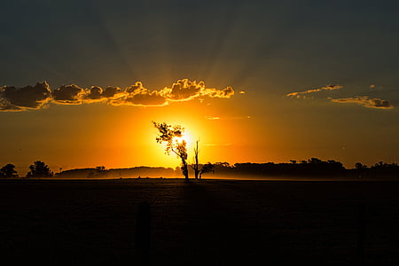 tree in the middle of field during golden hour thumbnail