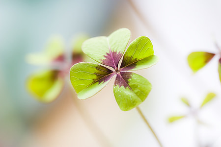 selective focus of green and purple leaf 4-petaled leaf thumbnail