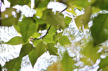 Close-up of Fresh Plants With Water Drops thumbnail