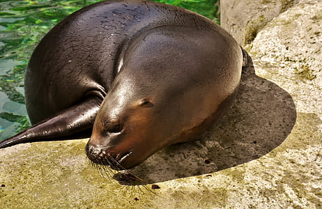 black seal on rock thumbnail