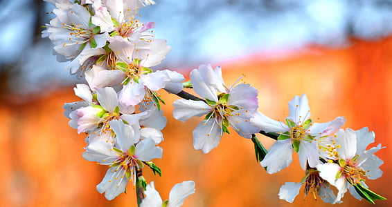 white flowers thumbnail