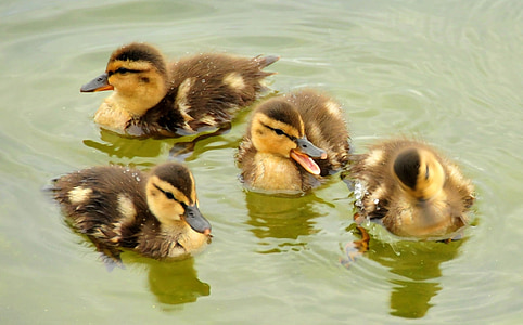 four ducklings floating on body of water thumbnail