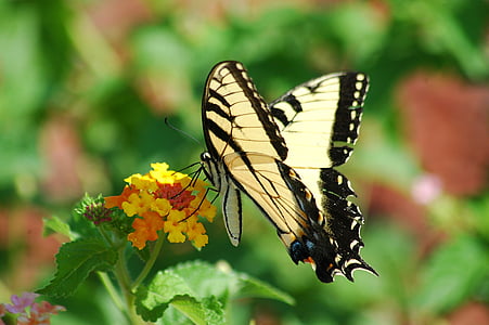 tiger swallowtail butterfly perching on yellow and orange cluster flower at daytime thumbnail