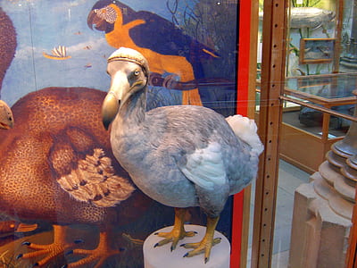 taxidermy of bird standing thumbnail
