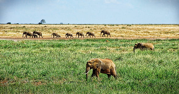 group of elephants on grass thumbnail