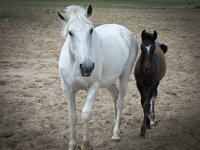 two white and brown horses walking during daytime thumbnail