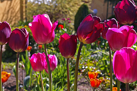 pink flowers on garden thumbnail