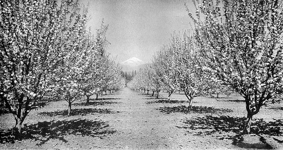 Apple Orchard Blossom with Mount Hood in Oregon thumbnail