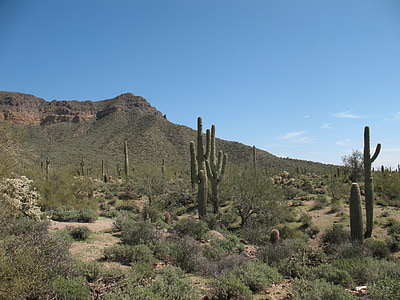 green cactus near mountains during daytime thumbnail