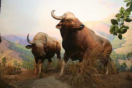 Bull, Zoo thumbnail
