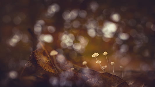mushrooms, macro, fungus, small thumbnail
