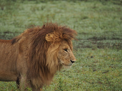 brown lion in the middle of the field thumbnail
