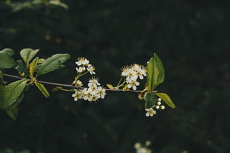 selective focus photography of white cherry blossoms at daytime thumbnail