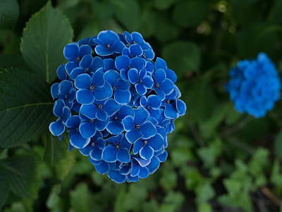 shallow focus on blue flowers thumbnail