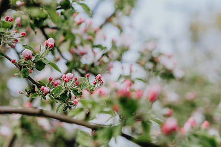 A blooming apple trees in spring thumbnail