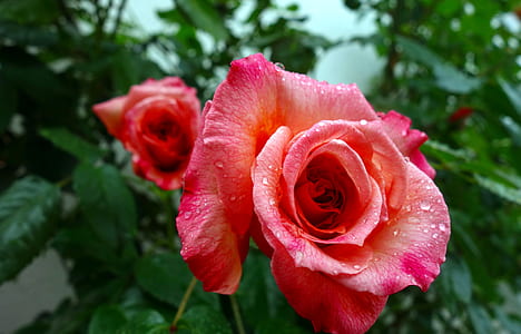 two red flowers in bloom thumbnail