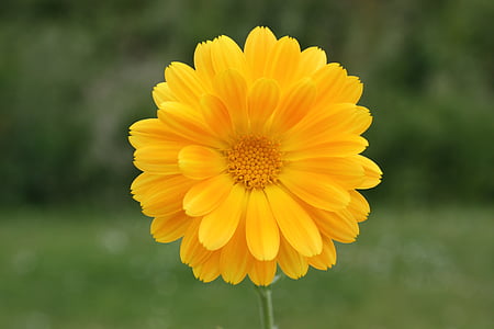 selective focus photography of yellow petaled flower thumbnail