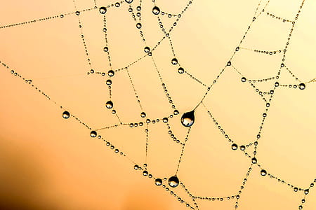 Spider Web With Dew Vector Art thumbnail