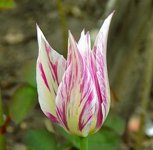 closeup photo of purple and white petaled flower thumbnail