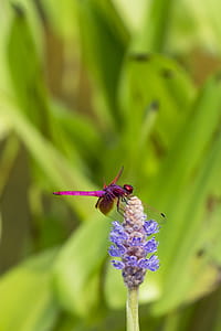 Macro Shot Photography Of Dragonfly On Purple Flower thumbnail