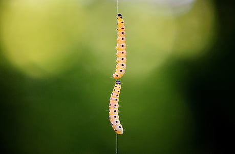 shallow focus photography of two yellow larvae hanging on silk thumbnail