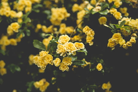 yellow flowers thumbnail
