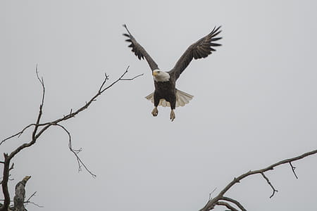 flight, bird, animal, bald eagle thumbnail