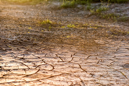 dried grass on dehydrated soil at daytime thumbnail