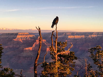 black bird on top of gray bare tree thumbnail