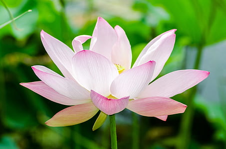 selective focus photographed of white-and-pink petaled flower thumbnail