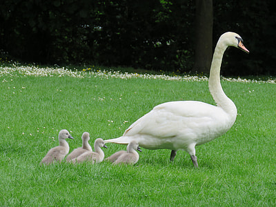 white goose with chicks on green grass thumbnail
