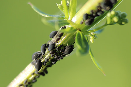close-up photography of black bugs on twig thumbnail